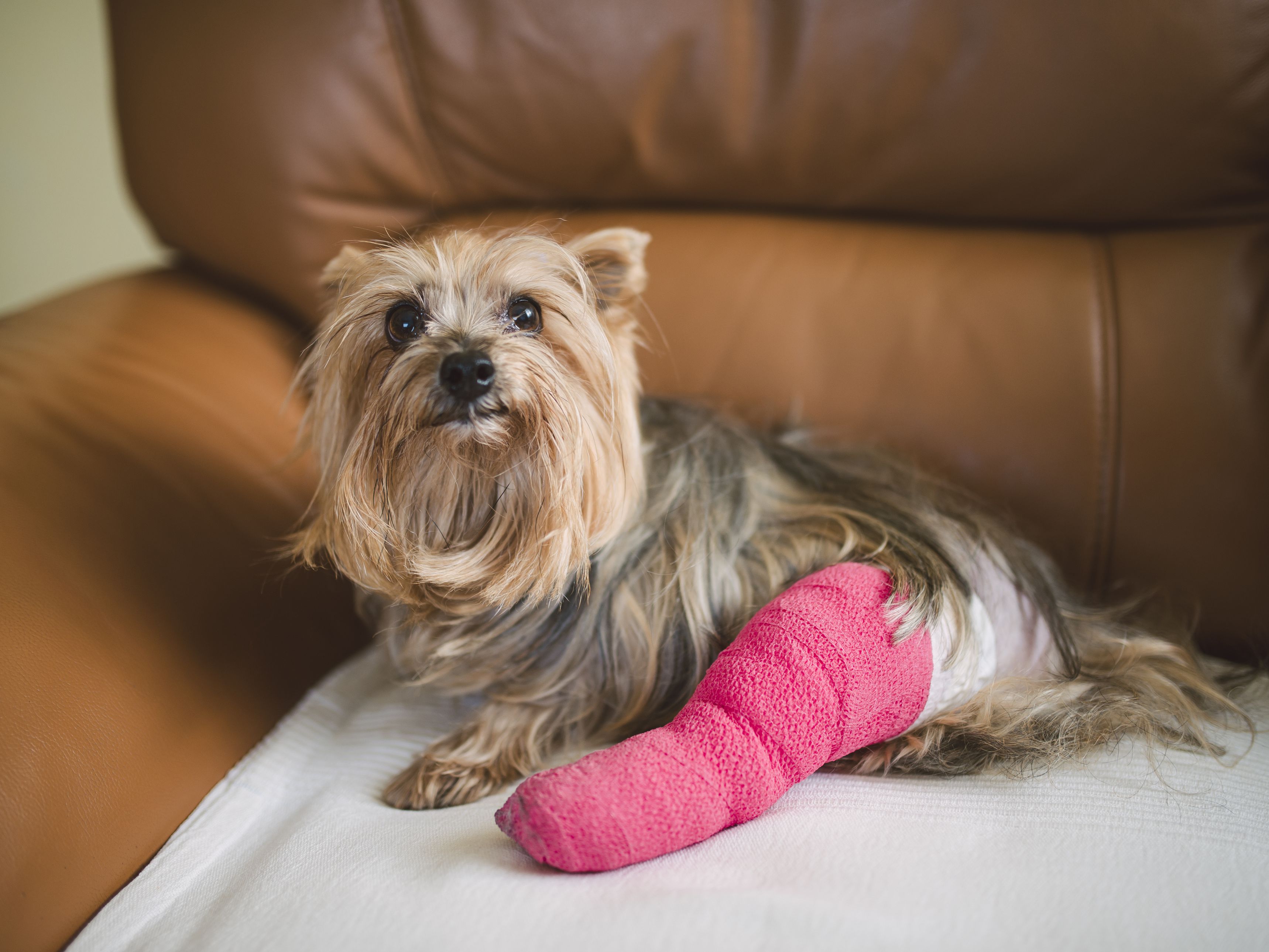 What To Do If Dog Hurt Leg